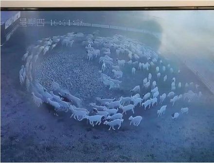 謎！內蒙古羊群「順時針轉圈圈」超過10天　網：世界末日徵兆？