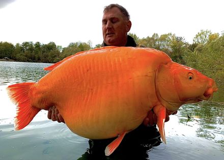 【影】英國男子幸運釣到超巨大「金魚」　重達30公斤可望打破世界紀錄