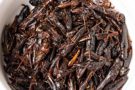 營養午餐驚見蟋蟀…高中生狂讚超好吃！製作過程曝光