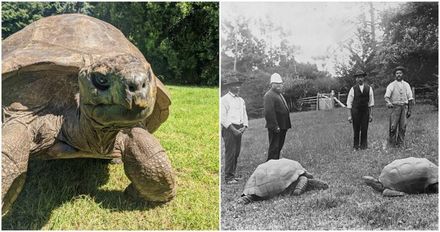 見證過女王登基！陸龜「喬納森」歡慶190歲生日　成全球最長壽龜爺爺