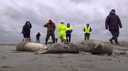 嚇人！俄裏海沿岸驚見2500頭海豹屍體