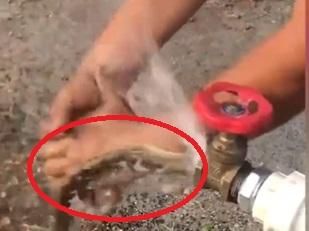 【影】眾人爽洗手！水管「噴出一條蛇」畫面驚悚　目擊者笑：牠比我還怕