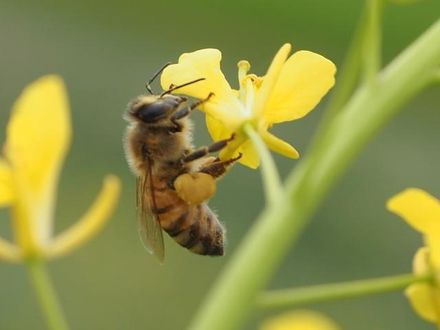 戶外活動要小心！研究：蜂螫好發時期在夏季、秋季　特別是「9月」