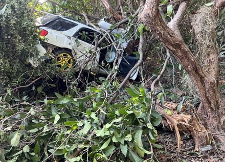 【影】閃貓衝進蓮霧園！枋寮自小客車車禍　釀1死1傷