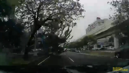 【影】9m大樹「被震鬆」…遇強風遭連根拔起！倒塌強壓休旅車　驚險畫面曝