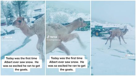 【影】駱駝初見雪→秒暴動「上蹦下跳超激動」網備受療癒：這是最純粹的快樂！