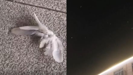 【影】神奇！天空下起「羽毛雪」　網友沸騰：一群鳥在打架？