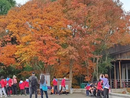 影/東勢林場優惠連發！早鳥折扣賞楓紅　園區梅花含苞待放