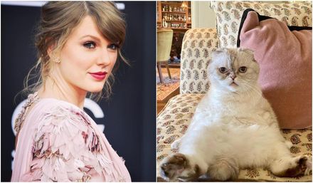 可愛就是正義！美國歌手泰勒絲愛貓身價高達29億超驚人　躋身全球最富有寵物之列
