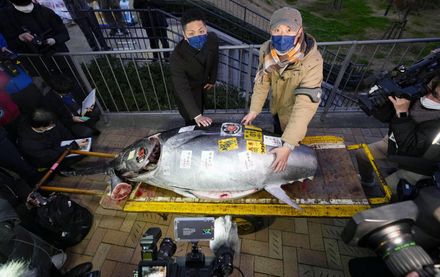 連兩年得標者皆同一人！日本首場黑鮪魚拍賣會　最高價844萬成交為去年2倍