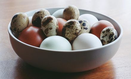 吃哪種「蛋」最好？營養師揭「它」蛋白質含量比最高