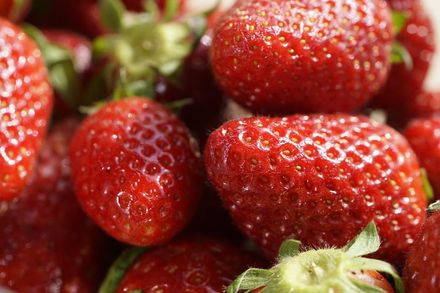 草莓控注意！冬季限定　醫揭「4好處」竟能保護泌尿道、助排便