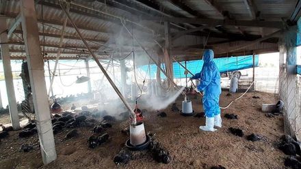 雲林2土雞場爆H5N1疫情　撲殺近1.6萬隻雞