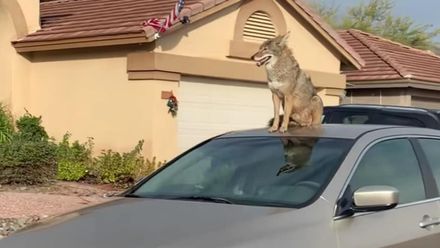 影/狼搶了我的車？遠望大狗「穩坐車頂發呆」近看嚇一跳…是狼！