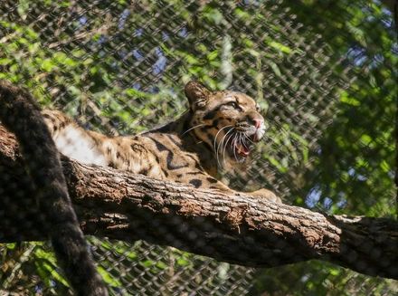 美國達拉斯動物園柵欄遭人惡意破壞　雲豹逃脫數小時園方緊急關園