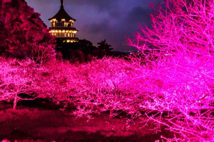 「新北蒔花好綻-浪漫櫻花季」18日夜櫻點燈！淡水天元宮櫻花秘境首度公開