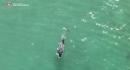 澳洲雪梨海域出現鯊魚攻擊海豚　當局緊急關閉二處海灘