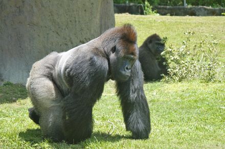 影/「猩」球崛起？廣西動物園「丟那猩」疑被激怒　丟寶特瓶狠砸遊客臉濺血