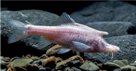 貴州新物種亮相！　北盤江洞穴竟有粉色「獨角盲魚」