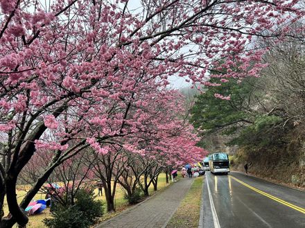 櫻花季明登場　「假志工」稱提供免費通行證！武陵農場：依法究責