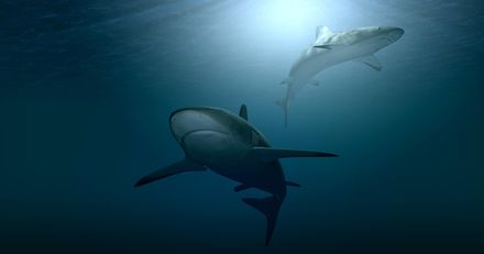 影/澳洲潛水教練水中驚魂！飢餓鯊魚發動攻擊　他搏命踹一腳脫險