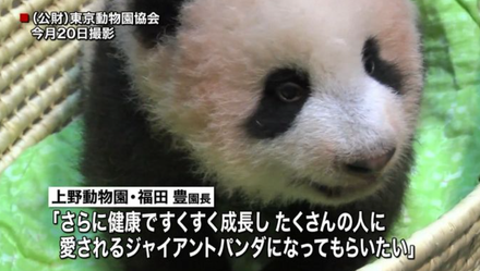 影/日本5歲大熊貓「香香」2月21日歸還大陸　園方不捨盼香香多子多福