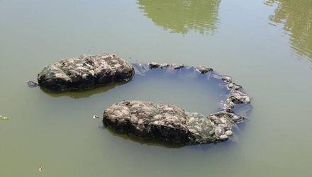 龜煉獄！池塘內近500龜「無法活動覓食跟換氣」　無辜慘死蜈蚣籠內