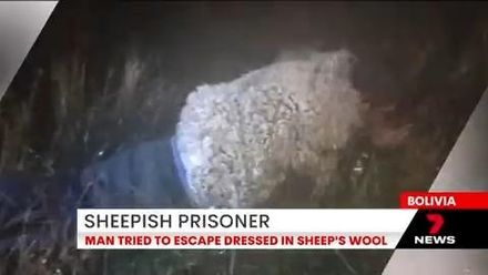 從囚犯變真人版「披羊皮的狼」　男子腦洞大開扮綿羊逃獄被抓