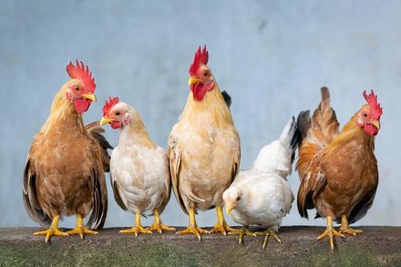 不只雞蛋大漲！禽流感疫情蔓延到中南美洲　「雞肉供應」受威脅恐也會漲！