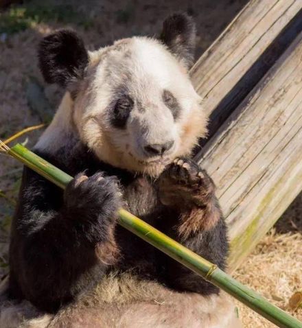 美動物園表態希望「再來兩隻年輕貓熊」　陸網友爆氣狠拒「再也不借」