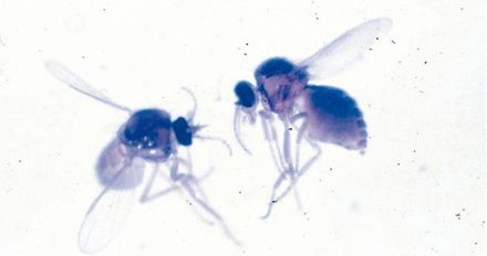 小黑蚊「不吸血就無法繁殖」！專家呼籲：應避免遭叮咬