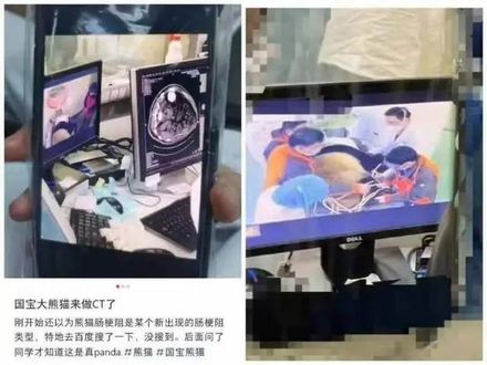 影/非同名！上海醫院有患者叫「熊貓」　竟是「真貓熊」做電腦斷層