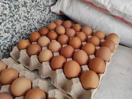 缺蛋延燒！蛋雞再減22萬隻　農委會曝下批澳洲蛋最快本周到