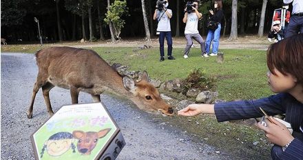 奈良公園餵鹿正妹「大腿被狠咬」瘀血一片　痛到原地大哭