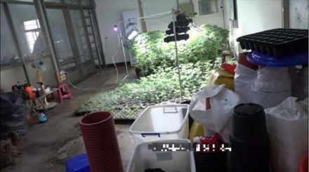 繼2億毒品倉庫！彰檢再起訴「大麻花園」　查獲725株大麻