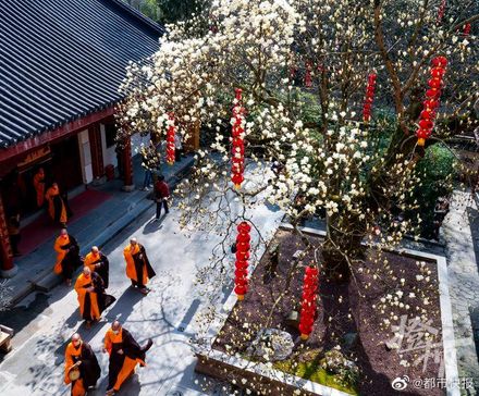 杭州法喜寺「500歲」玉蘭花盛開　大批遊客樹下搶拍照