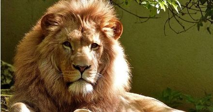 日本和歌山動物園「2獅子染疫亡」　疑被飼養員傳病毒！