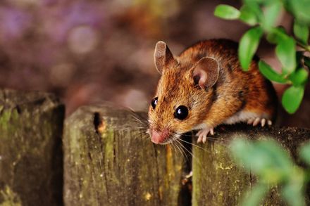 最新研究顯示紐約老鼠身上有新冠病毒　專家憂心經由鼠群傳播恐出現新變異株