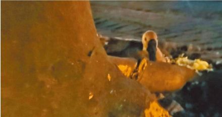 全台鬧蛋荒！新莊運動公園母鵝被迫「母子分離」　生7顆蛋全被搶光