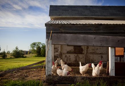 新商「雞」！受禽流感影響蛋價飆漲　美國民眾向農場「租雞」自給自足