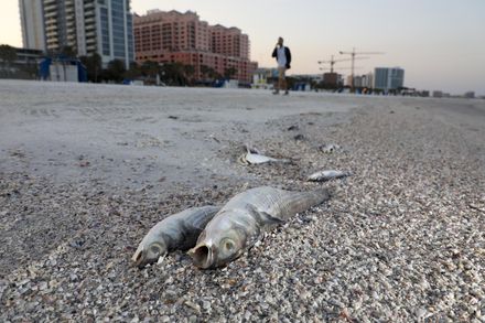 美佛羅里達海岸「赤潮」襲擊引發生態浩劫　大量海洋生物死亡、居民呼吸困難