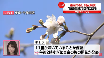 影/日本搶先賞櫻地點在這！溫暖氣候持續　預計全日本花季將提早開始