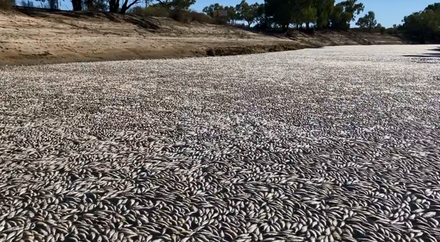熱浪不斷！澳洲小鎮河流驚現「百萬條死魚」...專家憂：生態環境承受極端壓力
