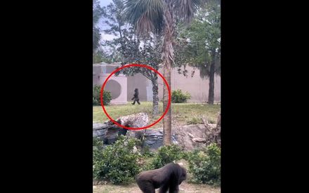 影/河北動物園驚見黑猩猩邁開雙腿疾走　網：工作人「猿」趕下班？