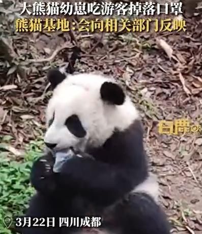 影/垃圾怎麼會在那？熊貓嚼食遊客掉落口罩　影片曝光網呼籲：請文明遊園