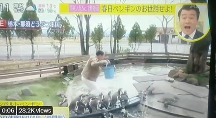 「笑」果做過頭！日本諧星「3度假摔」嚇壞企鵝　園方怒了：傷害動物尊嚴
