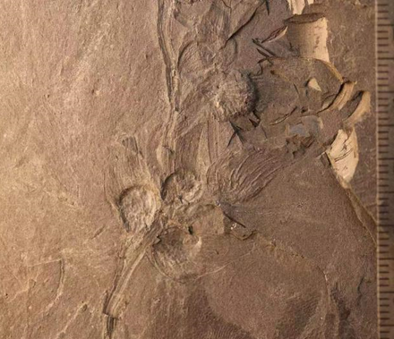 大陸西北發現1.7億年「花果化石」　曾和侏儸紀恐龍一起生活