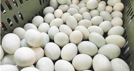 連鴨蛋都缺！清明節後嚴重蛋荒　蛋黃酥業者被迫停賣