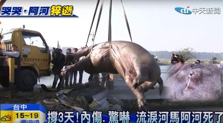 名人祭狒文/河馬阿河被摔死　沈政男：台灣是野生動物的煉獄！