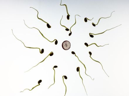 瑞士研究：滑手機恐影響「精子品質」！濃度下降、不孕機率增